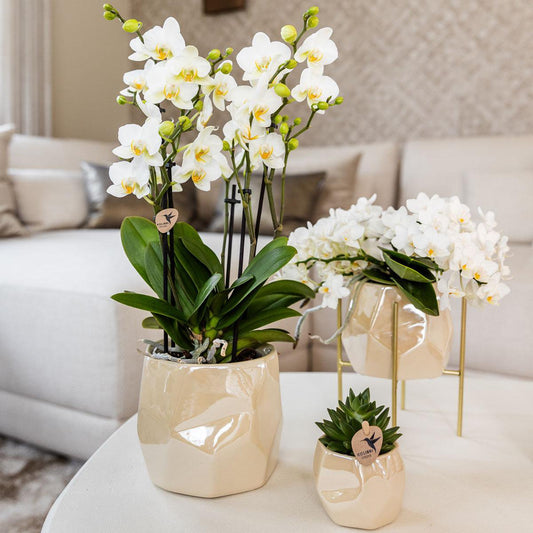 Voordelen van een Orchidee in Huis