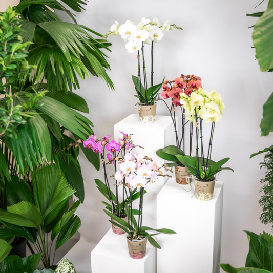 🌸 Laat je verrassen door de Honeybee Surprise Box: 4 unieke orchideeën, rechtstreeks van de kweker!