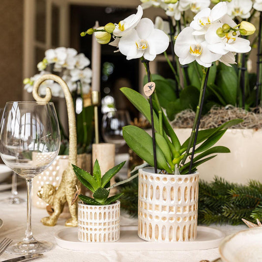 🌿 Luxe Plantenset: Het Perfecte Planten Cadeau voor Thuis of op Kantoor