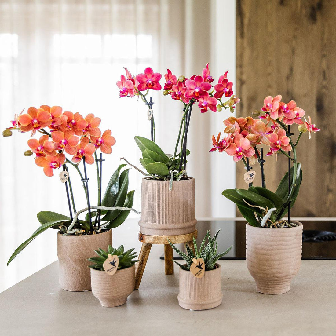 Stijlvol en Betekenisvol Cadeau Orchidee in Keramiek