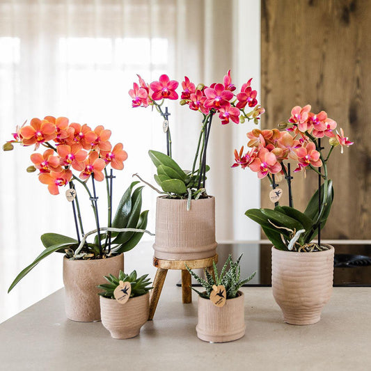 Stijlvol en Betekenisvol Cadeau Orchidee in Keramiek