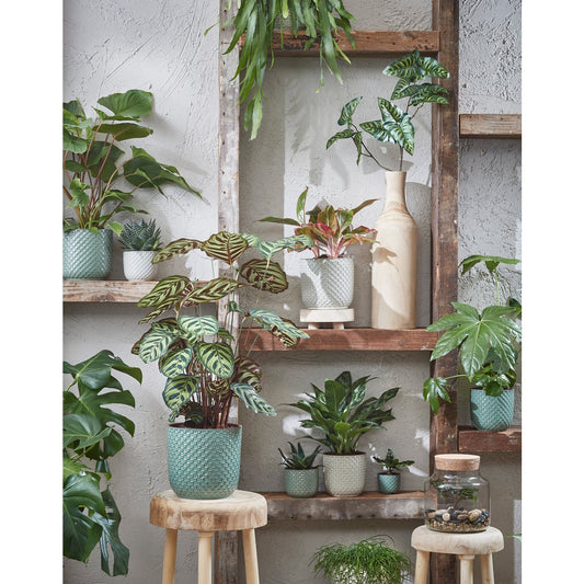 Lente-opfrisser: Zo geef je je interieur een frisse en groene touch!