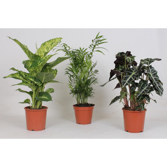 Zomerse Jungle Vibes: Haal de Tropen in Huis!"🌿☀️