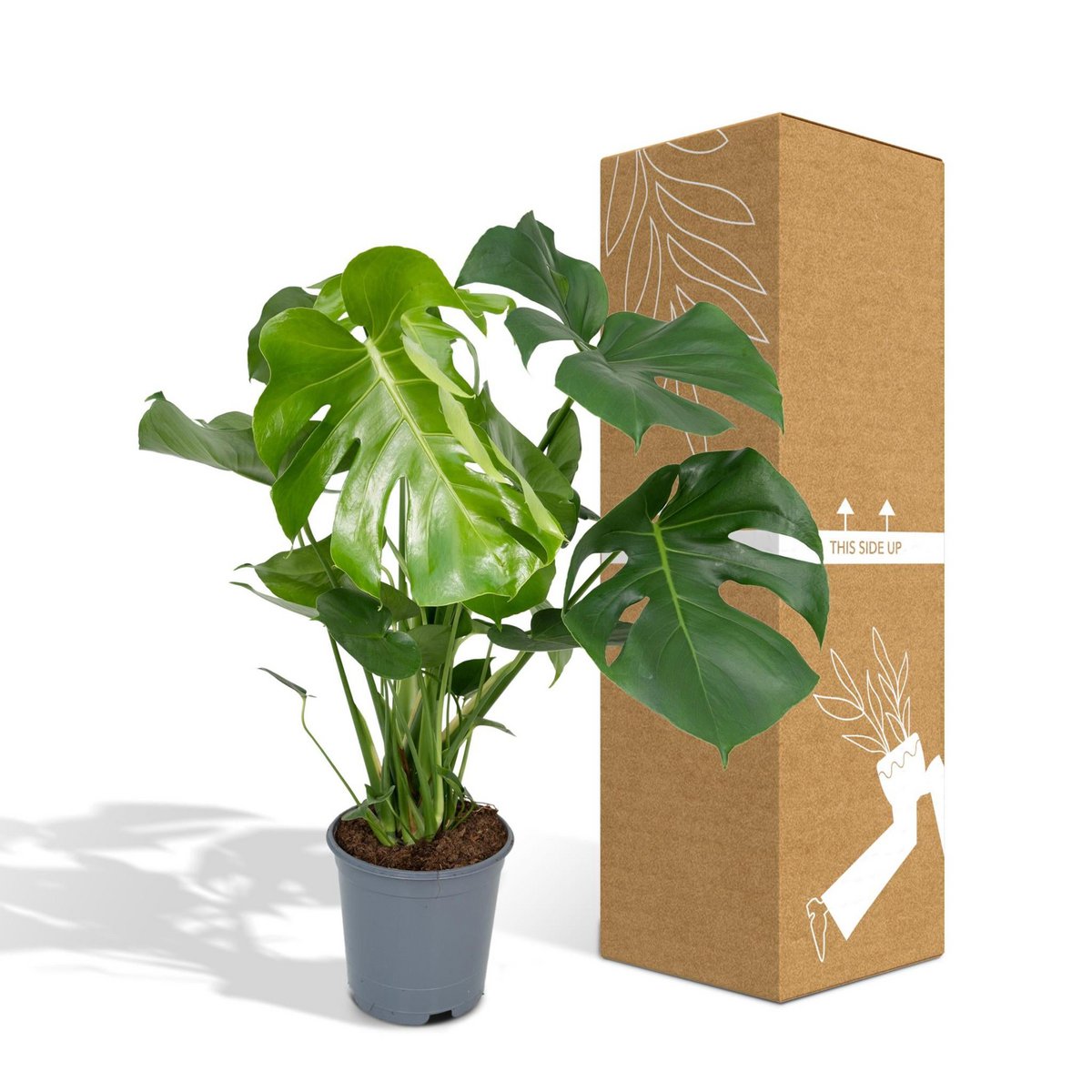 Monstera Deliciosa Gatenplant Ø21cm - ↕65cm