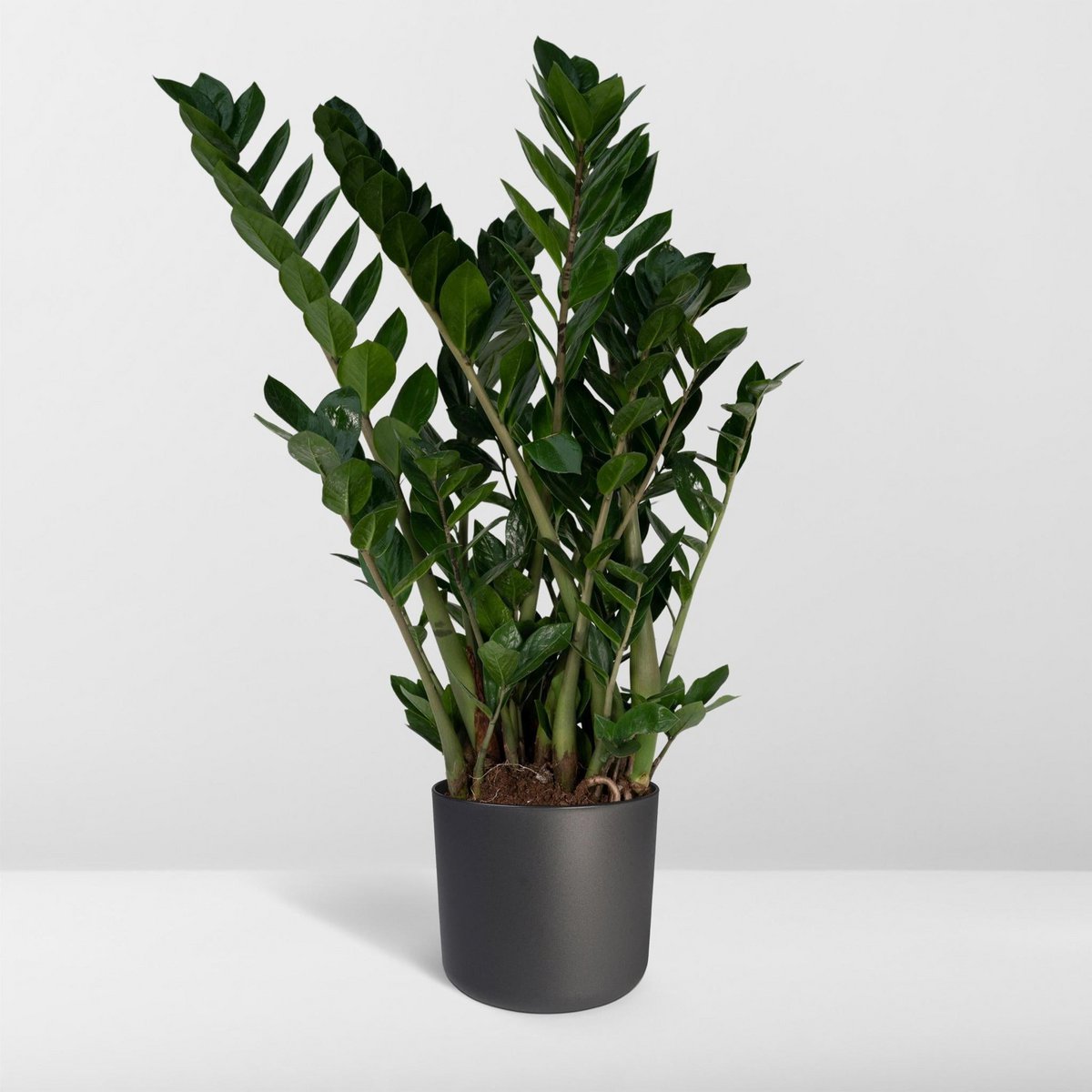 Zamioculcas Zamiifolia Emerald palm - Ø21cm - H80cm