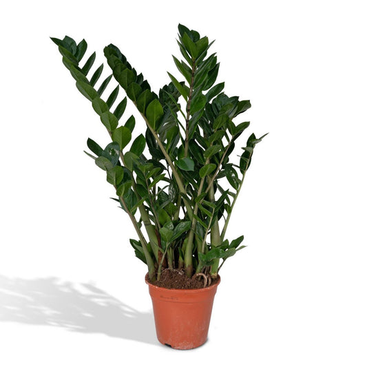 Zamioculcas Zamiifolia Emerald palm - Ø21cm - H80cm