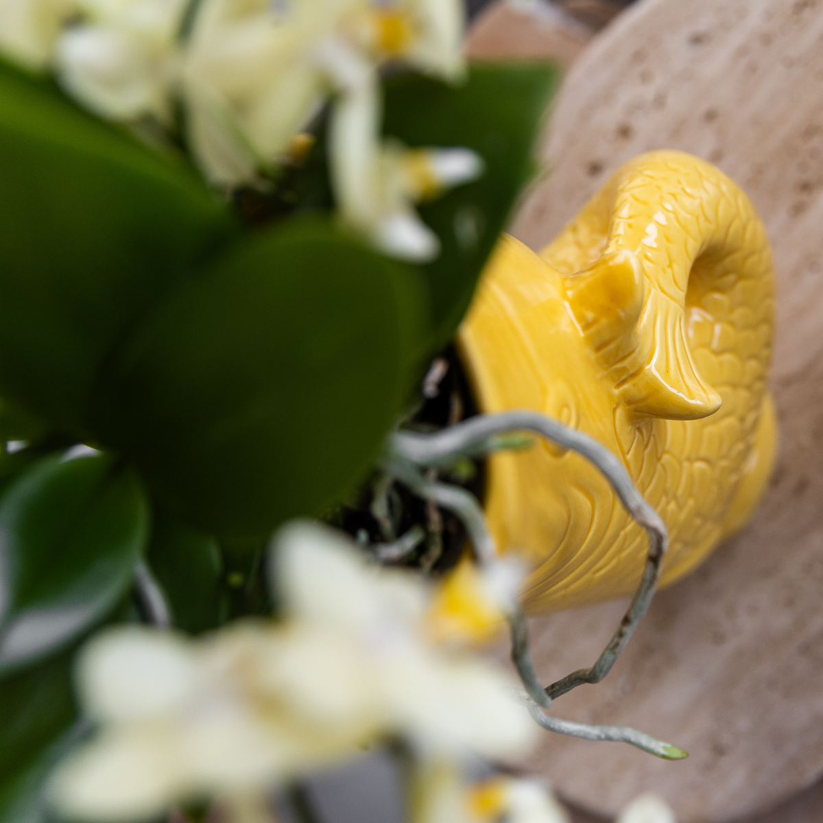 Gift Sunkissed Plantenset met witte Phalaenopsis Orchidee incl. keramieken sierpotten