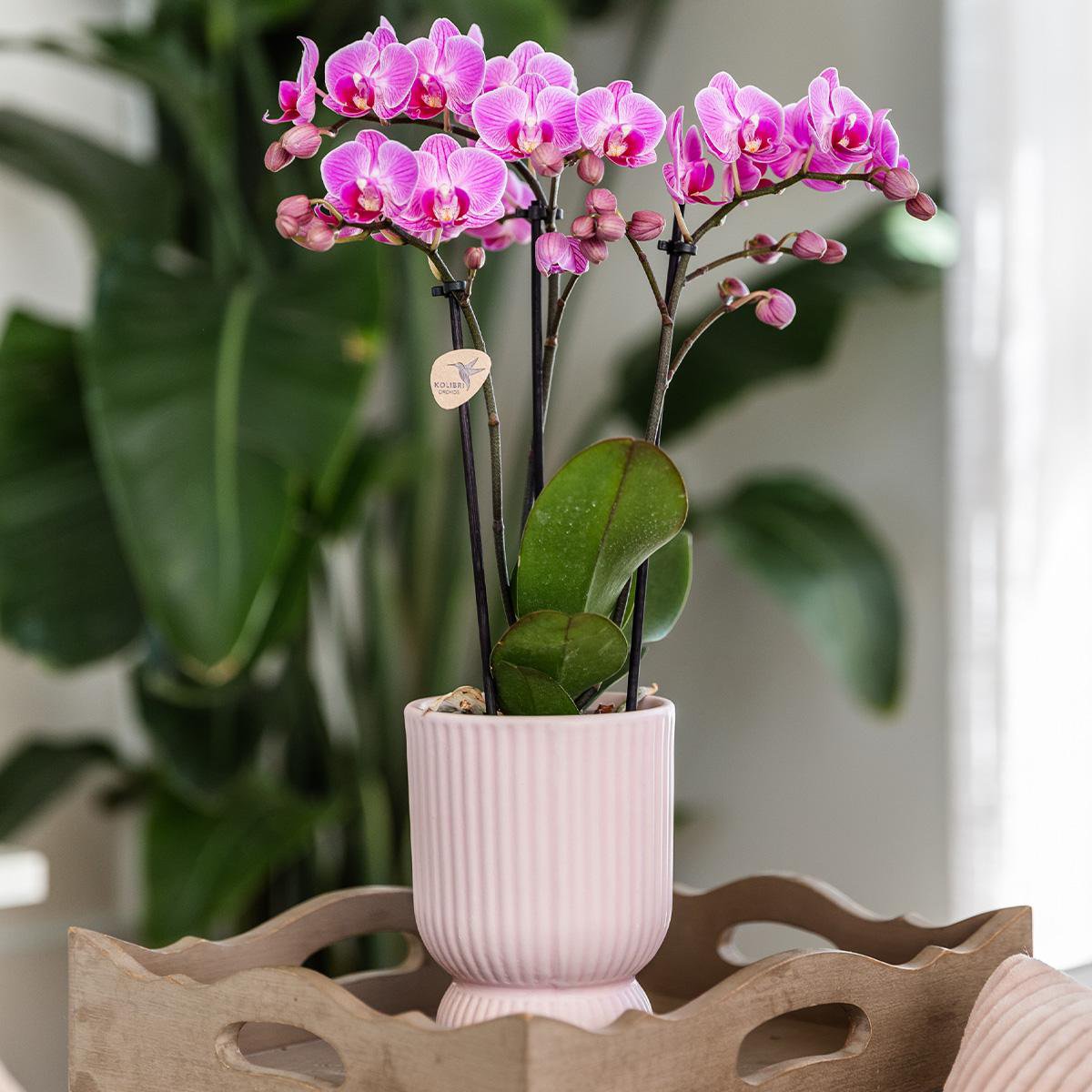 Roze paarse phalaenopsis orchidee Elegance pot Roze- potmaat Ø9cm