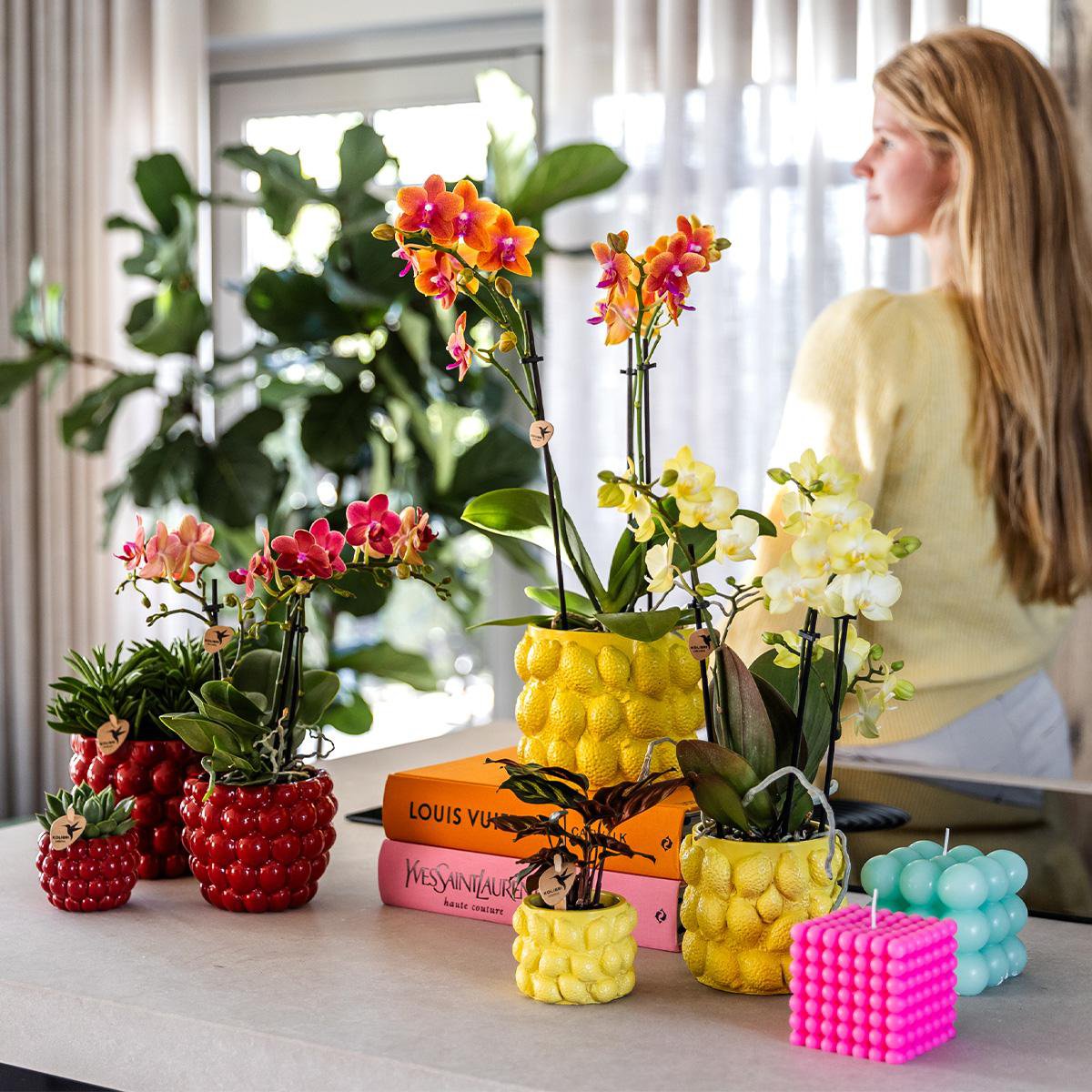 Gele Phalaenopsis orchidee Citroen sierpot Yellow potmaat Ø9cm