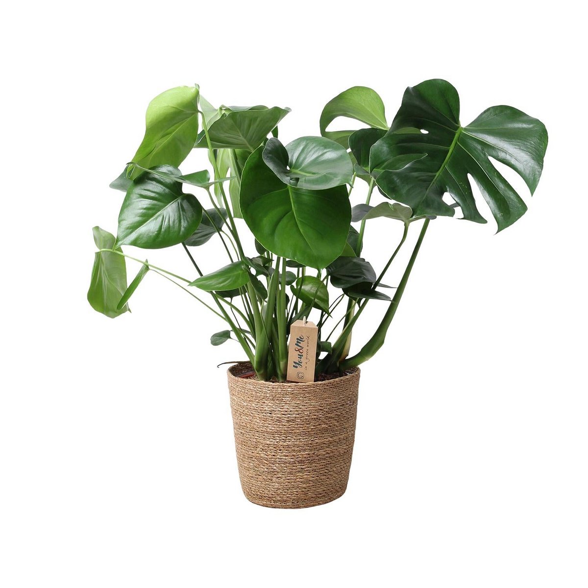 Monstera Gatenplant in siermand natural Ø21 cm – ca. 60 cm hoog