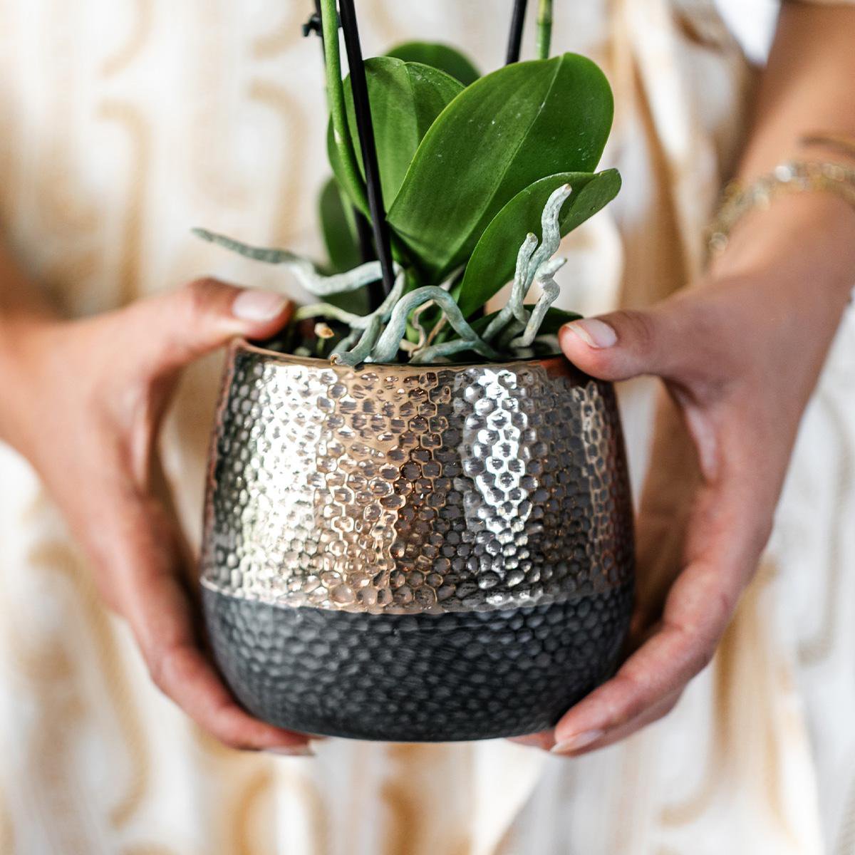Geel Rode Phalaenopsis orchidee luxe koperen pot Ø9cm