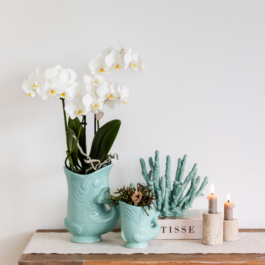 Witte Phalaenopsis orchidee in vis pot turqoise Ø9cm