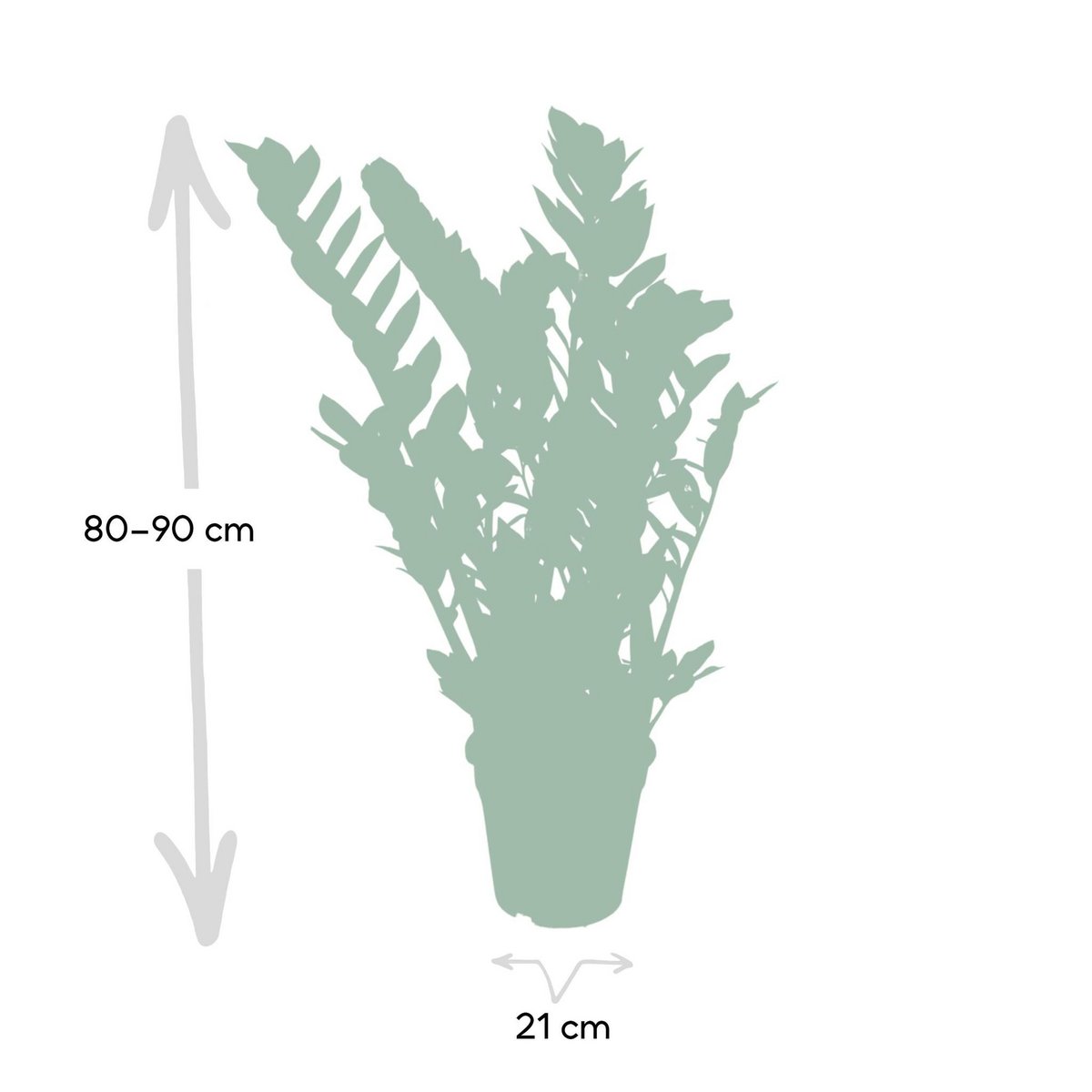Zamioculcas Zamiifolia Emerald palm - Ø21cm - H80cm