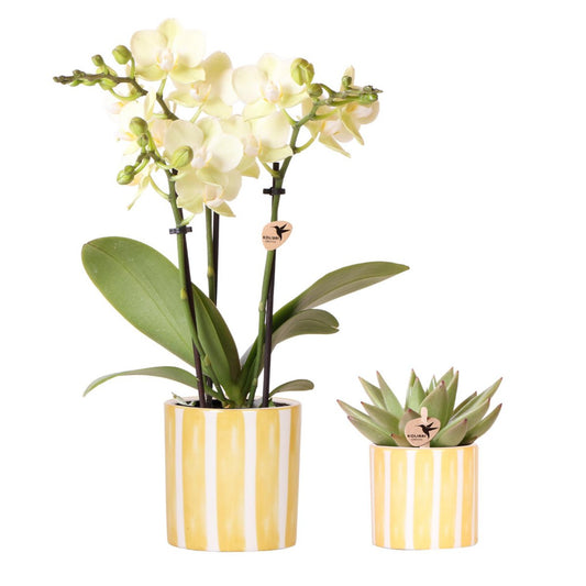 Set van gele orchidee Andorra en succulent in Yellow Painting sierpot op cloud plate potmaat Ø9cm & Ø6cm
