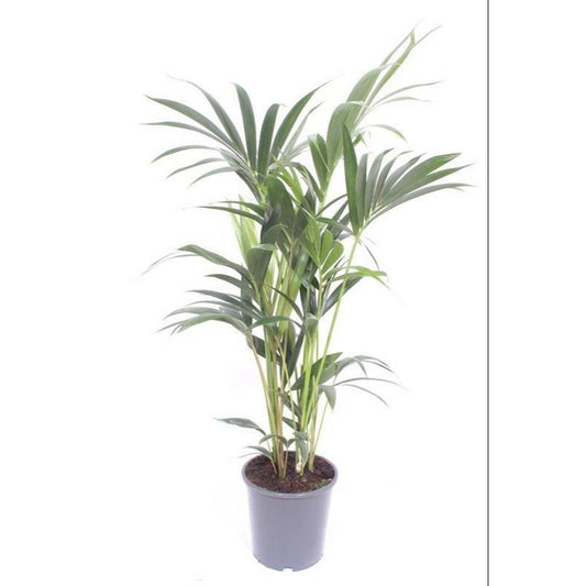 Howea Forsteriana Ø17cm - ↕75cm