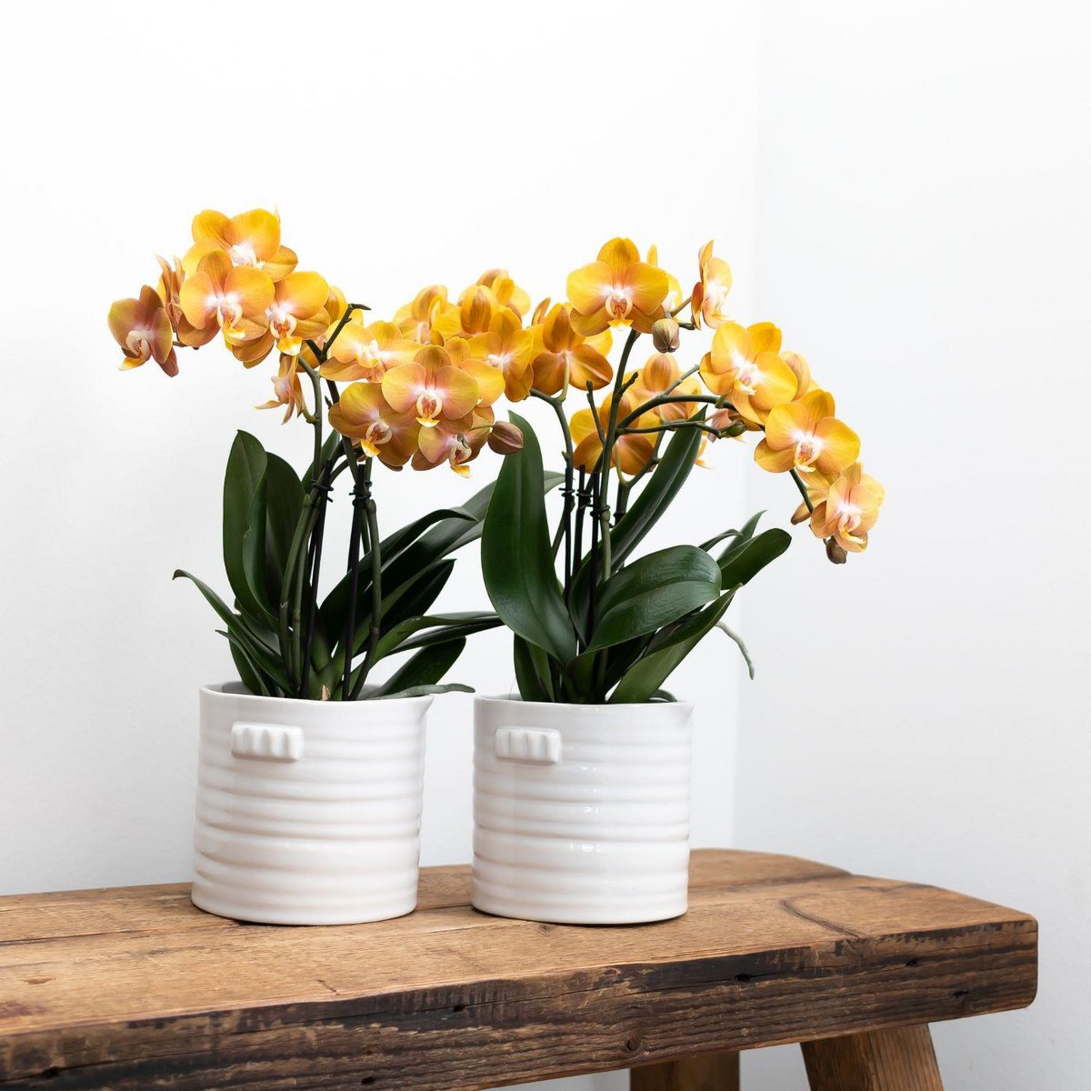 Oranje gouden Phalaenopsis orchidee Ø12cm