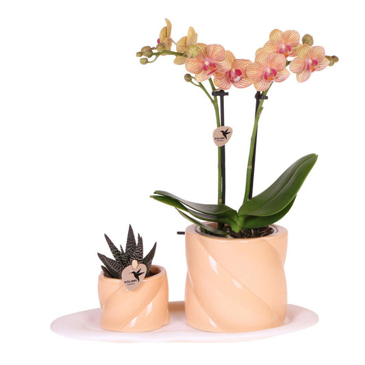 Gift set Sunny Bliss Small Peach
