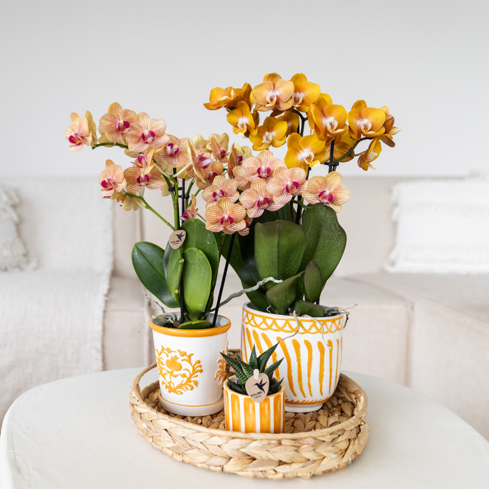Oranje orchidee Dutch oranje sierpot Ø9cm