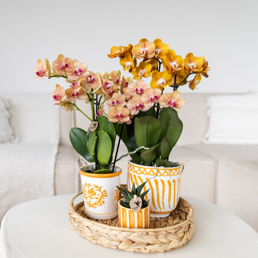 Oranje orchidee Dutch oranje sierpot Ø9cm