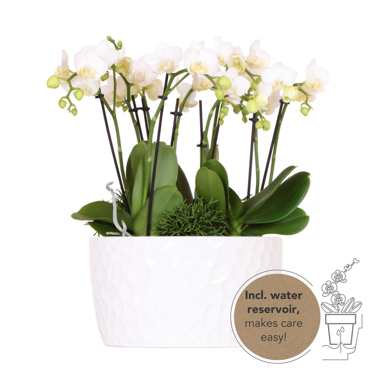 Witte orchideeënset met plantjes in Witte Keramieke schaal in incl. waterreservoir