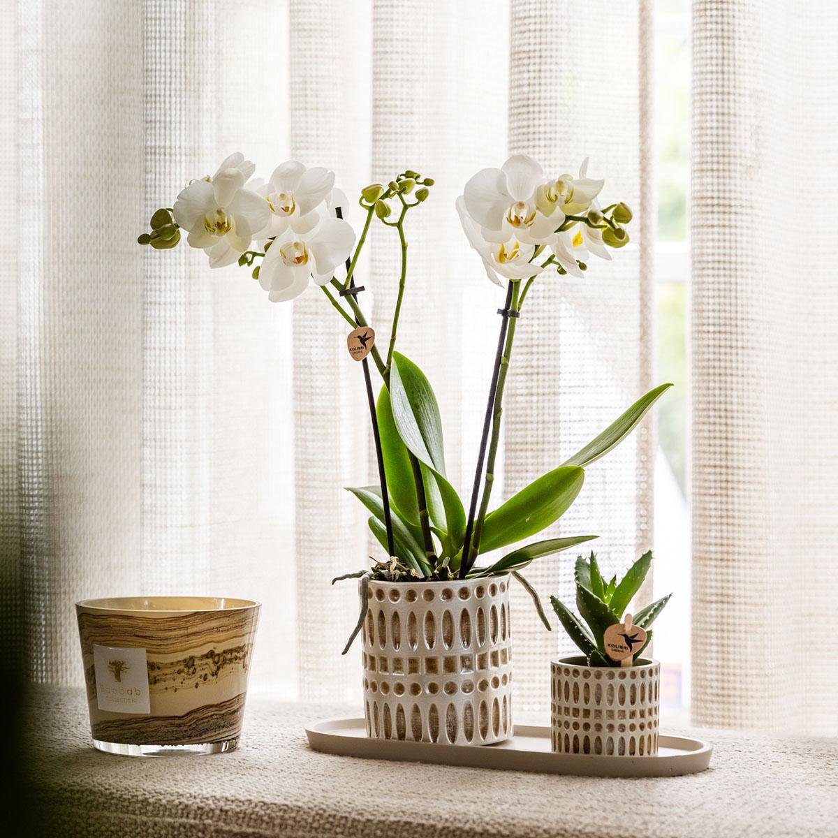 Natural Living Plantenset Witte Phalaenopsis Orchidee Amabilis en Succulent incl. keramieken sierpotten op crème organisch dienblad