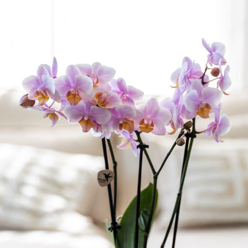 Gift set Love in Bloom Plantenset met roze Phalaenopsis Orchidee en Succulenten incl. keramieken sierpotten