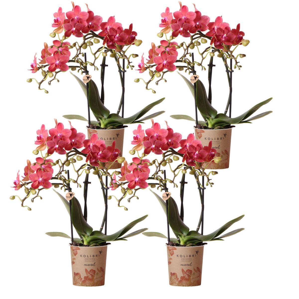 Bundel van 4 oranje Phalaenopsis orchideeën potmaat Ø9cm