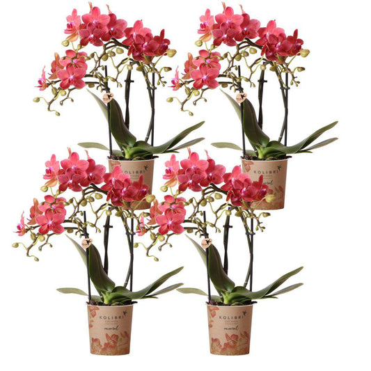Bundel van 4 oranje Phalaenopsis orchideeën potmaat Ø9cm