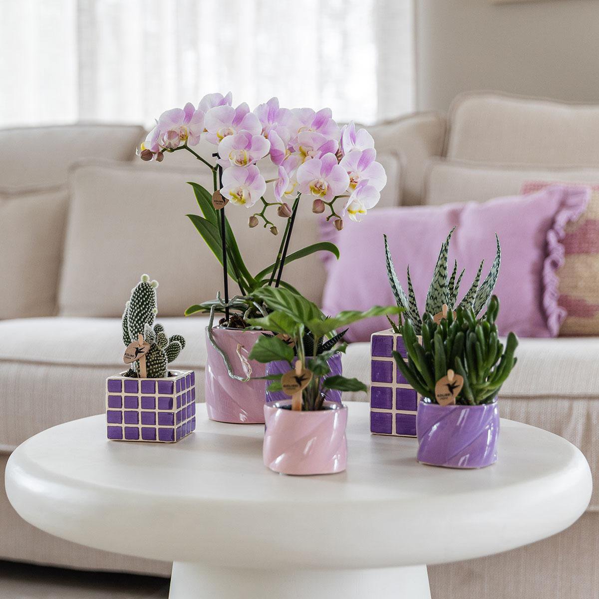 Roze phalaenopsis orchidee Portugal potmaat Ø9cm