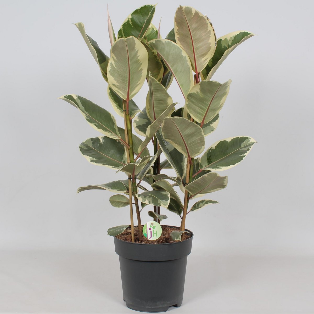 Ficus Tineke Kamerplant Ø27cm - H85cm