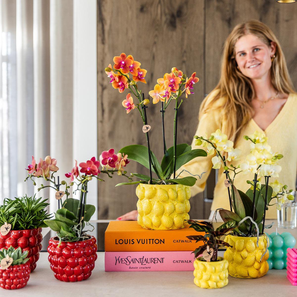 Gele Phalaenopsis orchidee Citroen sierpot Yellow potmaat Ø9cm