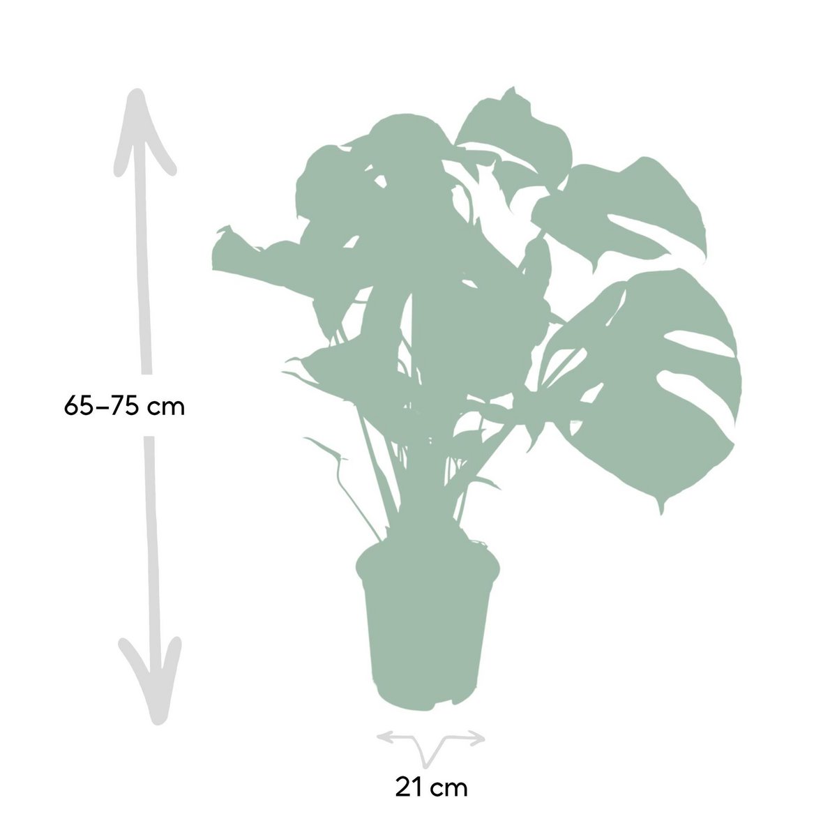 Monstera Deliciosa Gatenplant Ø21cm - ↕65cm