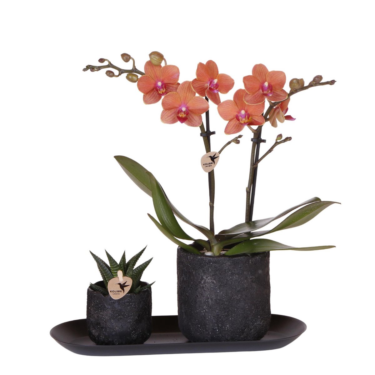 Plantenset Cozy Corner Small Oranje Phalaenopsis Orchidee Bolzano en Succulent incl. keramieken sierpotten op zwart dienblad
