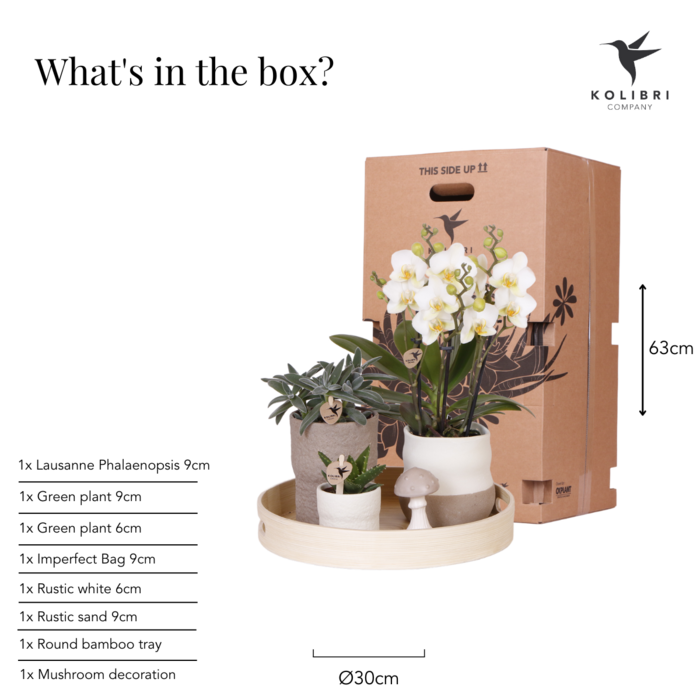 Zen Garden Gift Set Witte Phalaenopsis Orchidee en Succulenten incl. keramieken sierpotten