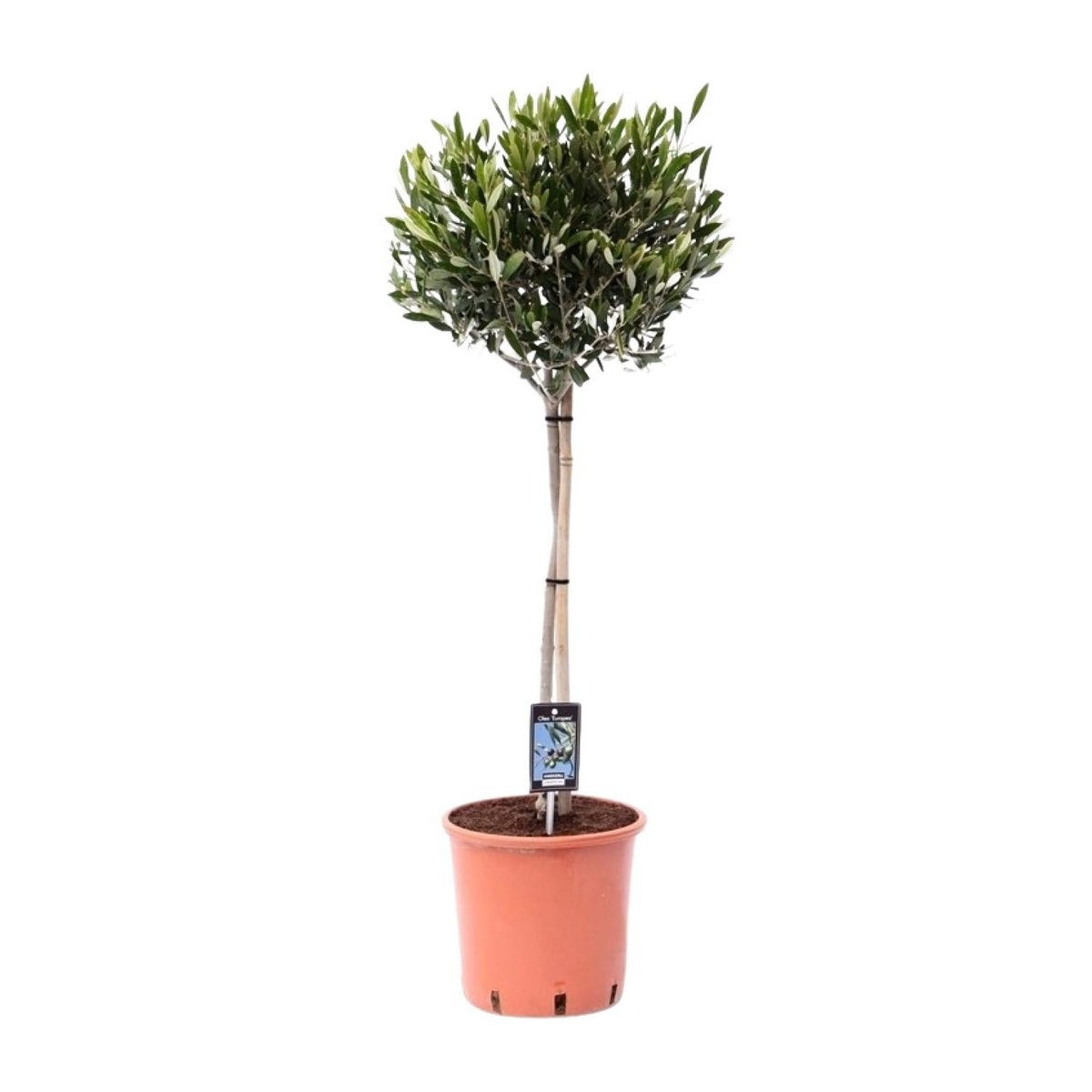 Olijfboom Ø22cm - ↕100cm