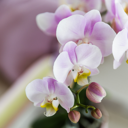 Roze orchidee Dutch Roze sierpot Wit Ø9cm