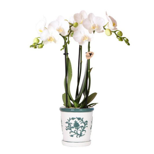 Witte orchidee Dutch Groen sierpot Wit Ø9cm