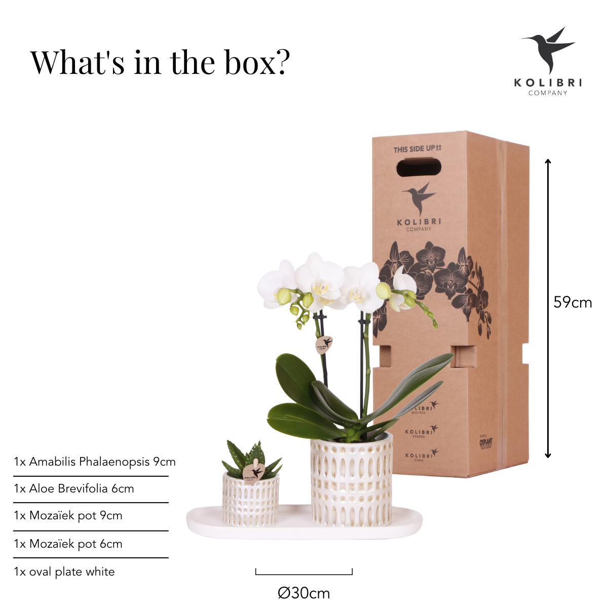Natural Living Plantenset Witte Phalaenopsis Orchidee Amabilis en Succulent incl. keramieken sierpotten op crème organisch dienblad