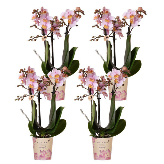 Bundel van 4 Roze phalaenopsis orchideeën  potmaat Ø9cm