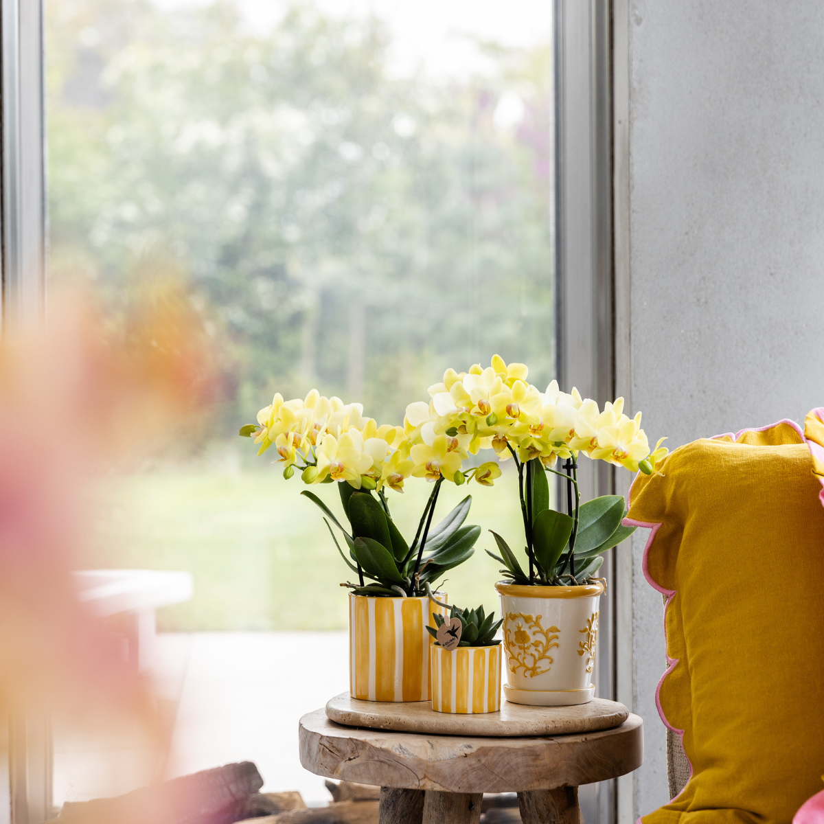 Set van gele orchidee Andorra en succulent in Yellow Painting sierpot op cloud plate potmaat Ø9cm & Ø6cm