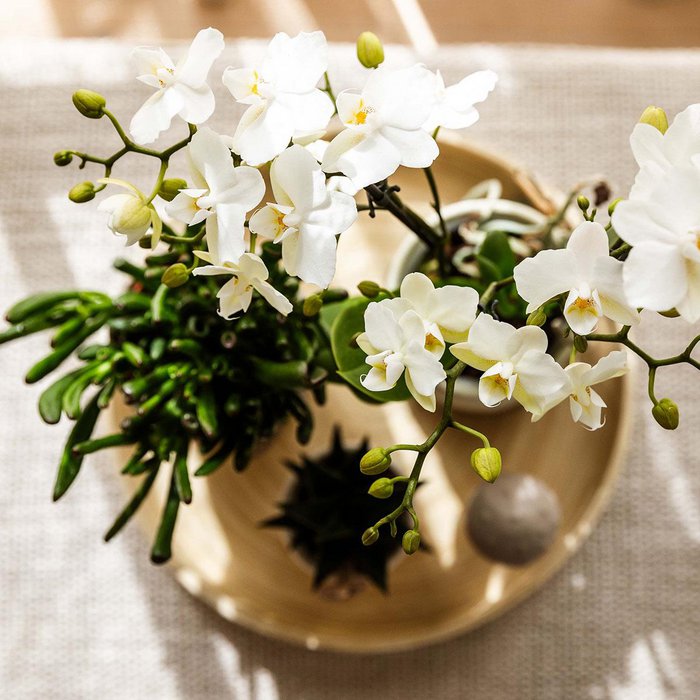 Zen Garden Gift Set Witte Phalaenopsis Orchidee en Succulenten incl. keramieken sierpotten