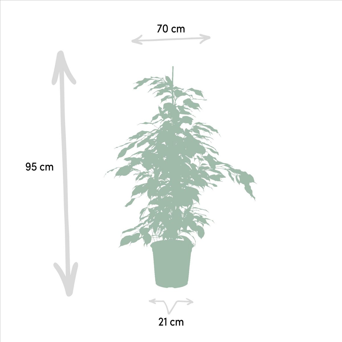 Ficus benjamina Danielle Ø21cm - H95cm