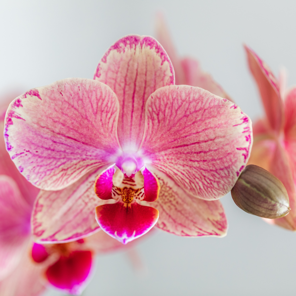 Bundel van 2 Phalaenopsis orchideeën Roze gecombineerd potmaat Ø12cm