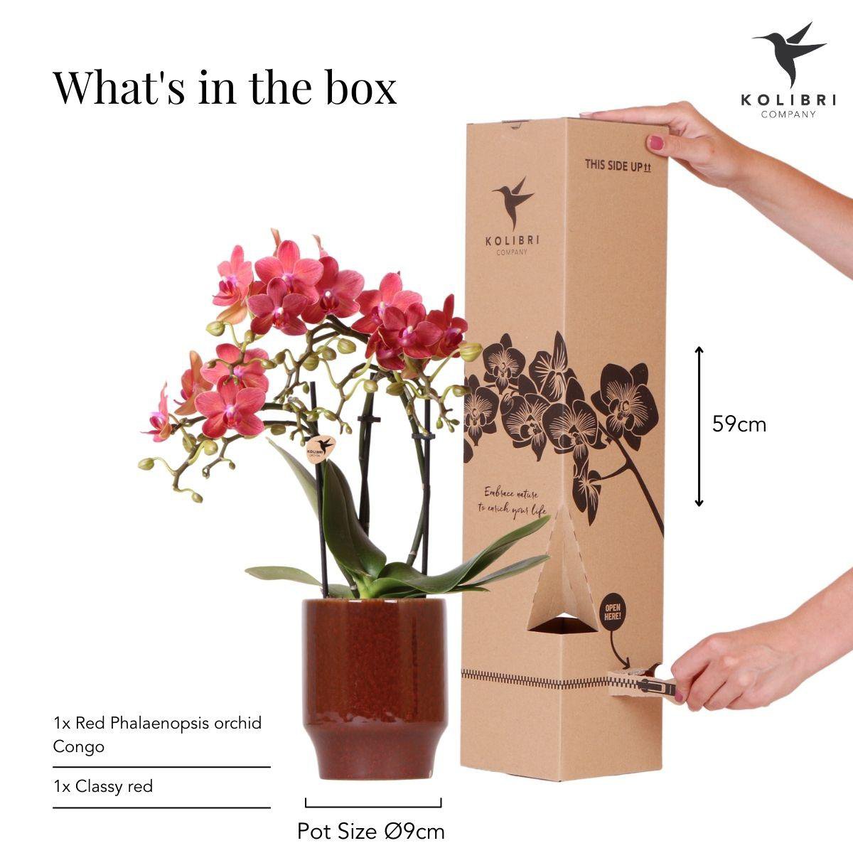 Rode Phalaenopsis orchidee Trendy Cherry Red Potmaat Ø9cm