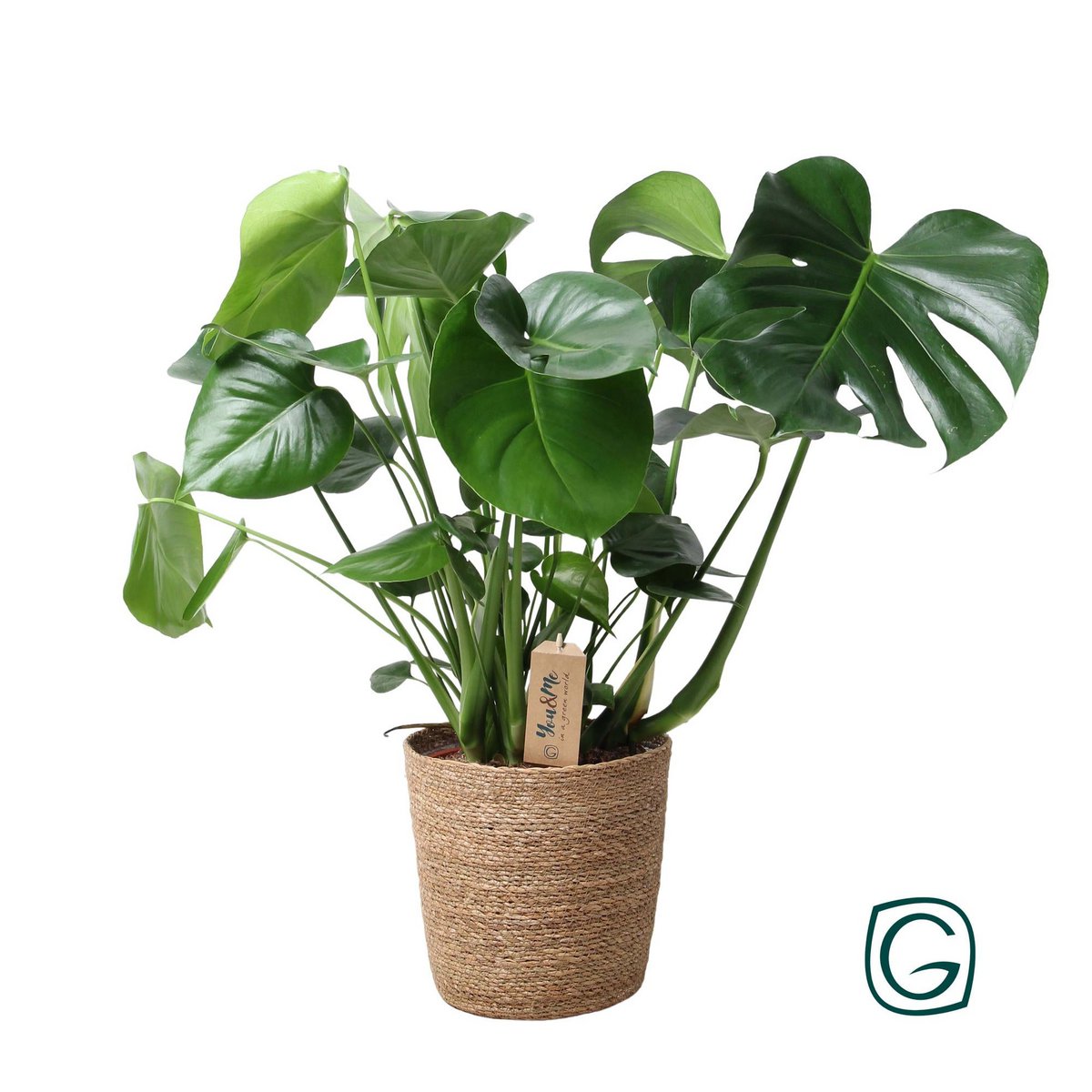 Monstera Gatenplant in siermand natural Ø21 cm – ca. 60 cm hoog