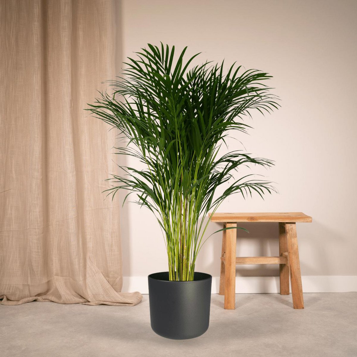 Dypsis Lutescens Areca Palm Kamerplant  Ø24cm - H120cm