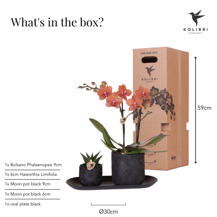 Plantenset Cozy Corner Small Oranje Phalaenopsis Orchidee Bolzano en Succulent incl. keramieken sierpotten op zwart dienblad