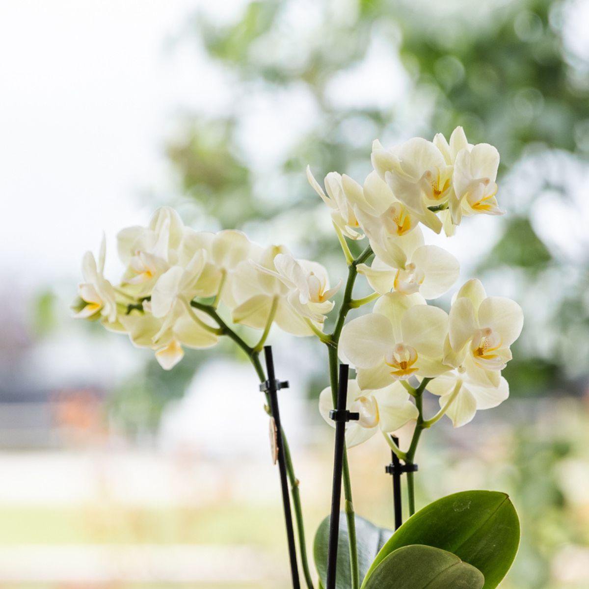 Bloom Harmony Gift Set Gele Phalaenopsis Orchidee & Groene Planten in Sierpotten op Bamboe Plateau