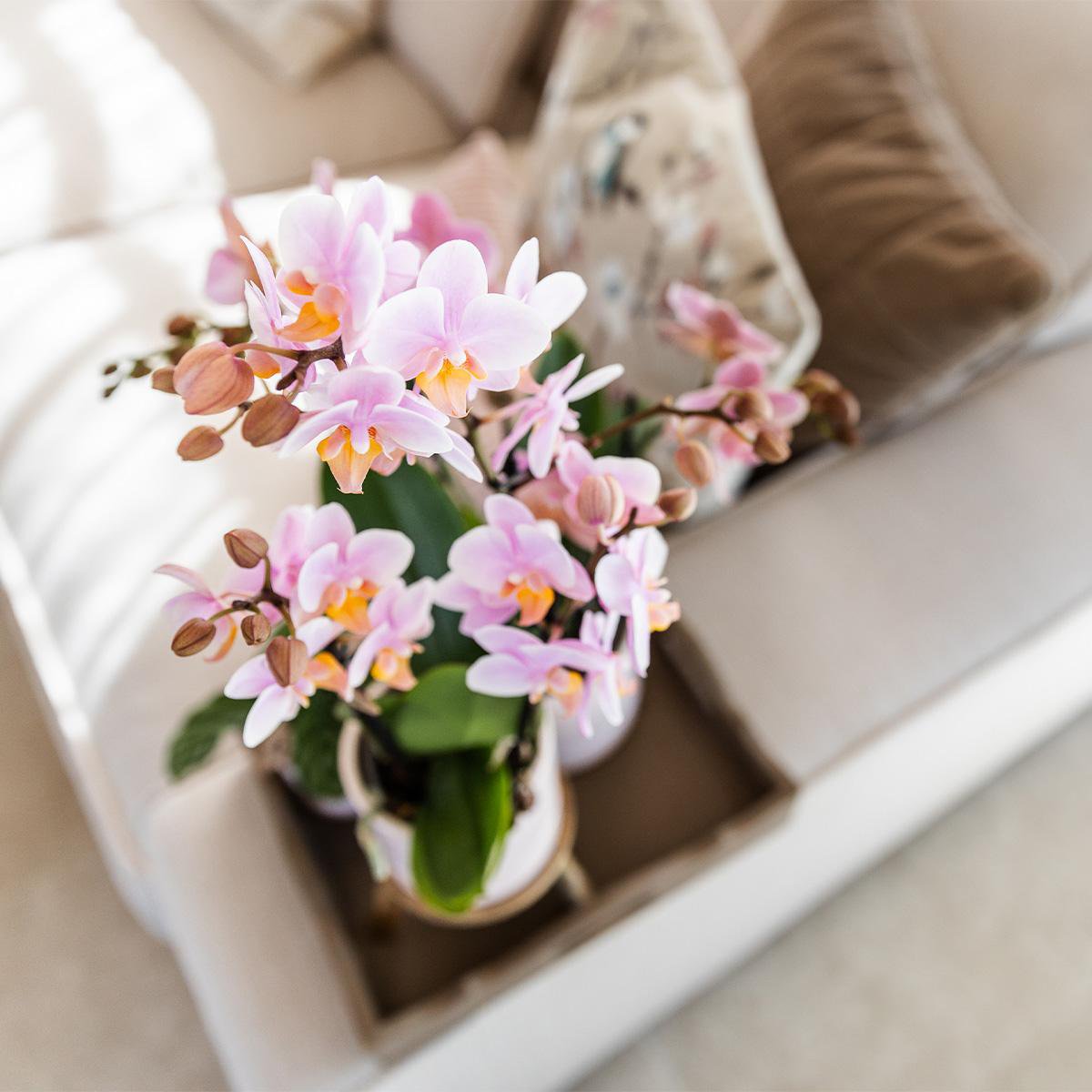 Roze phalaenopsis orchidee Pastel pot White potmaat Ø9cm