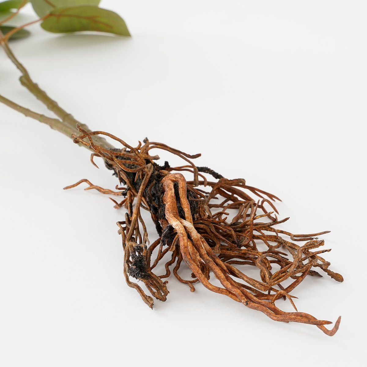Eucalyptus Kunstplant L12 x B28 x H64 cm Groen